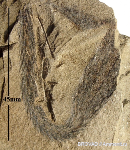 Lycopsida, cormophyta, lepidostrobus variabilis, lepidodendraies