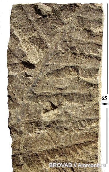 cormophyta, Asterotheca Miltonii, Filicales