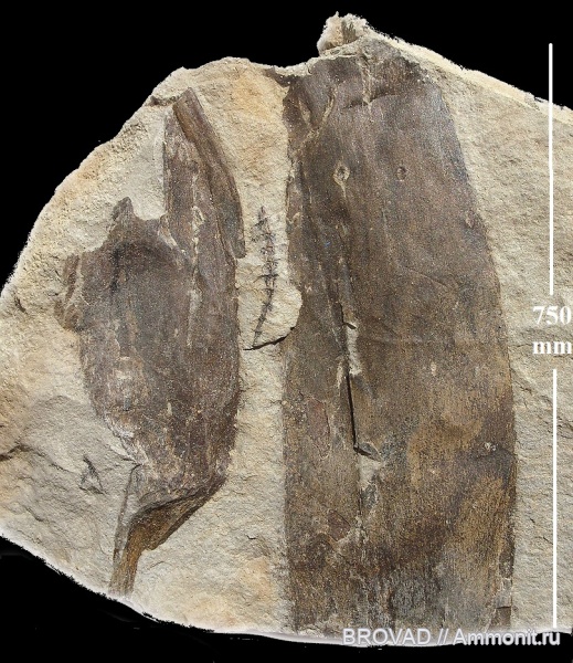 Sphenophyllum, Sphenopsida, cormophyta, cordaitales, coniferophyta, Equisetinae