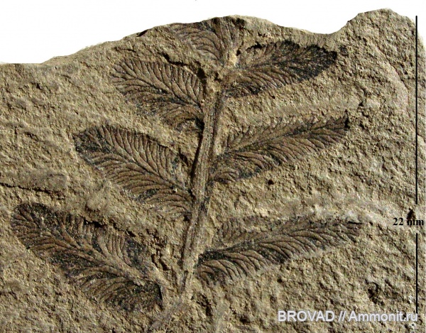 Pteridospermae, Gymnospermae, cormophyta, Neuropteris obliqua