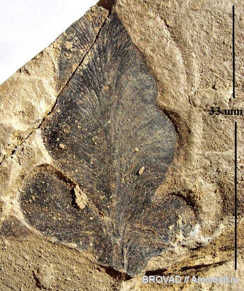 Pteridospermae, Gymnospermae, cormophyta, Neuropteris flexuosa