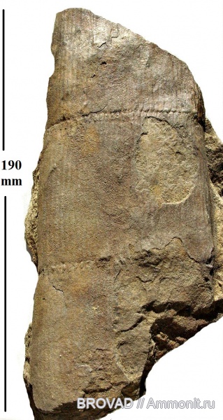Sphenopsida, cormophyta, equisetales, Calamites Cistii