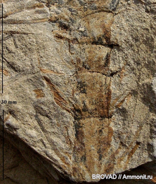 Calamites, Sphenopsida, cormophyta, equisetales