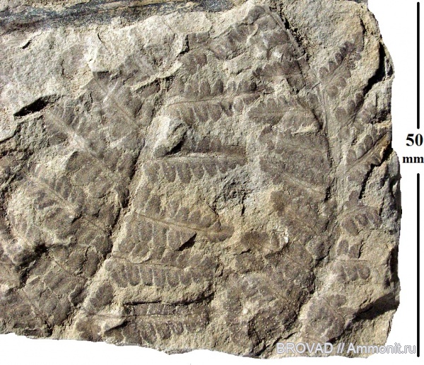 cormophyta, filicinae, Asterotheca arborescens