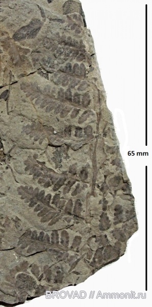 Asterotheca, cormophyta, filicinae