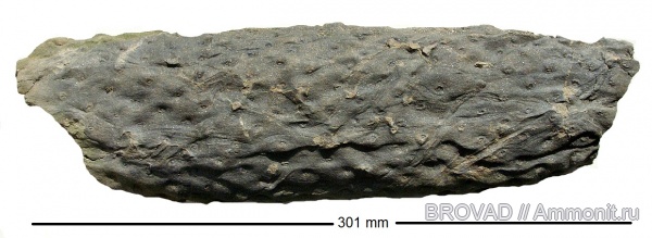 Stigmaria ficoides, Lycopsida, cormophyta