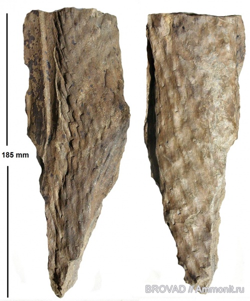 Cordaicladus, cormophyta, cordaitales, coniferophyta
