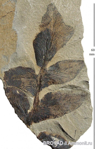 Pteridospermae, Gymnospermae, cormophyta, Odontopteris Kryshtofovichii