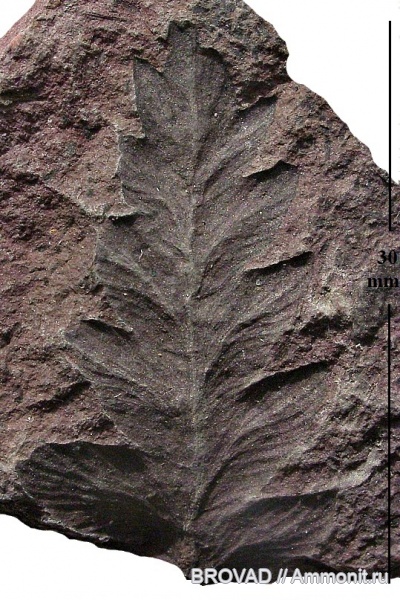Mariopteris nervosa, Pteridospermae, Gymnospermae, cormophyta