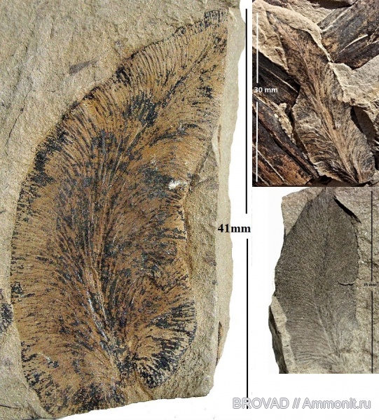 Neuropteris, Pteridospermae, Gymnospermae, cormophyta, Neuropteris Blissii