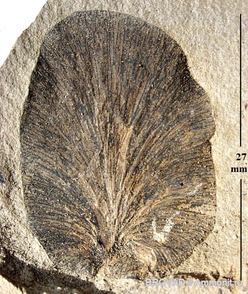 Pteridospermae, Gymnospermae, cormophyta