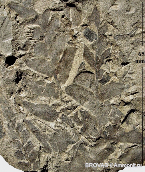 Pteridospermae, Gymnospermae, cormophyta, Odontopteris aiutensis