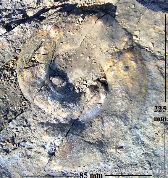 Nautiloidea, cephalopoda, mollusca