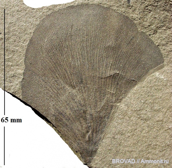 Cyclopteris, Pteridospermae, Gymnospermae, cormophyta