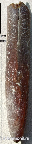 cephalopoda, mollusca, Belemnitidae, Belemnitella langei minor