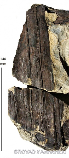 Sigillaria boblayi, cormophyta, lepidodendrales, Lucopsida, sigillariaceae