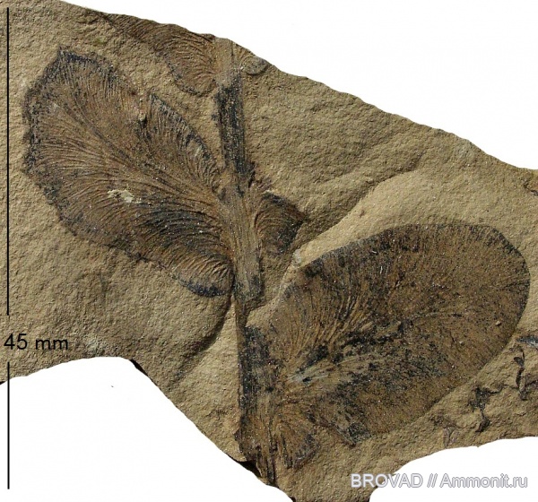 Pteridospermae, Gymnospermae, cormophyta, Odontopteris aiutensis