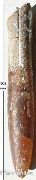 cephalopoda, mollusca, Belemnitidae, Belemnitella langei langei