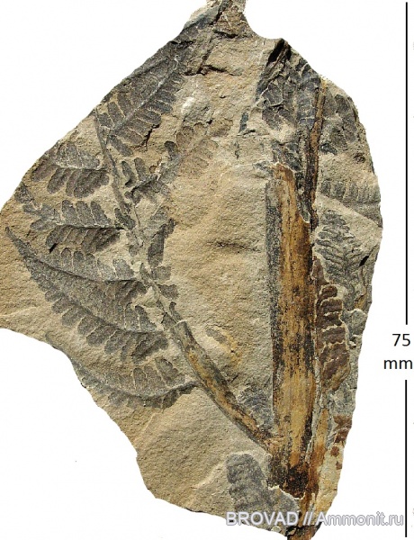 cormophyta, Asterotheca Miltonii, filices