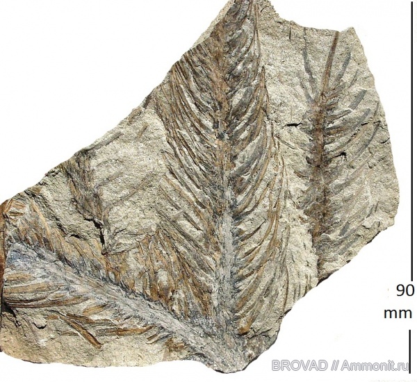 Lepidodendron aculeatum, cormophyta, lepidodendrales, Lucopsida