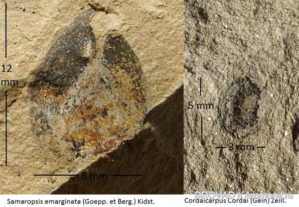Gymnospermae, cormophyta, cordaitales, Samaropsis emarginata, Cordaicarpus Cordai