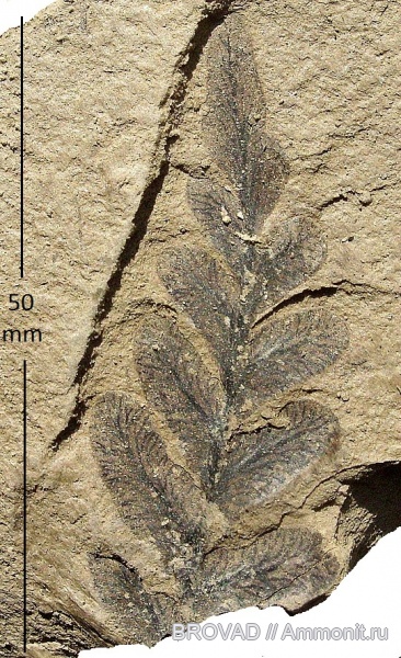 Neuropteris tenuifolia, Pteridospermae, Gymnospermae, cormophyta