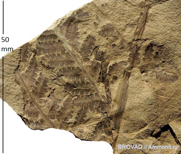 cormophyta, filicinae, Asterotheca Miltonii