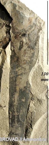 Gymnospermae, cormophyta, cordaitales, Cordaites principalis