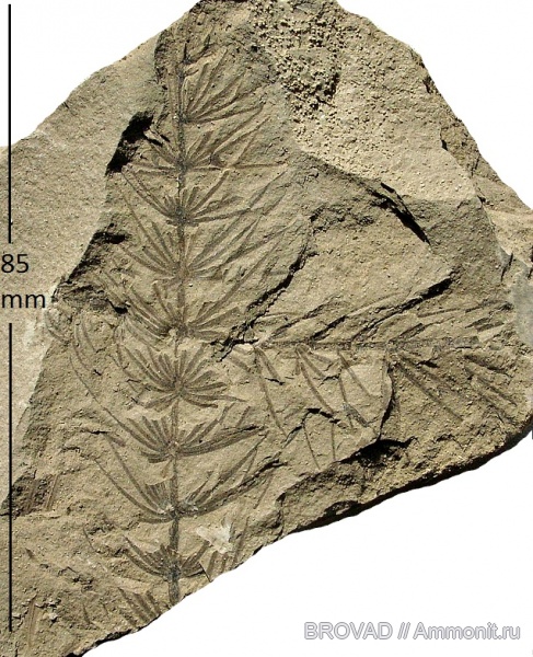 Sphenopsida, cormophyta, equisetales, Asterophyllites equisetiformis