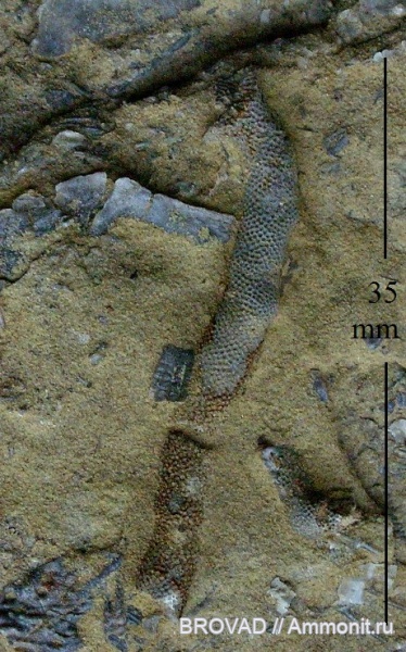 Bryozoa, Ascopora