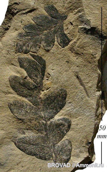 Mariopteris nervosa, Pteridospermae, Gymnospermae, cormophyta