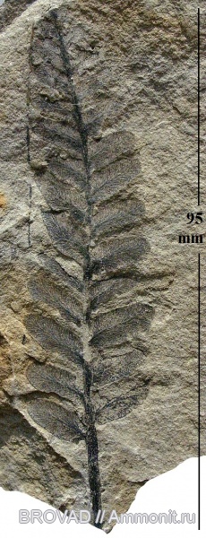 Pteridospermae, Gymnospermae, cormophyta, Neuropteris obliqua