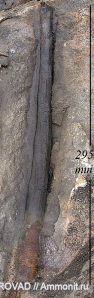 Gymnospermae, cormophyta, cordaitales, Stachyospermidae