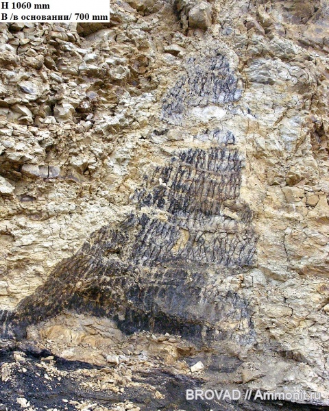 Psaronius, cormophyta, Filicales