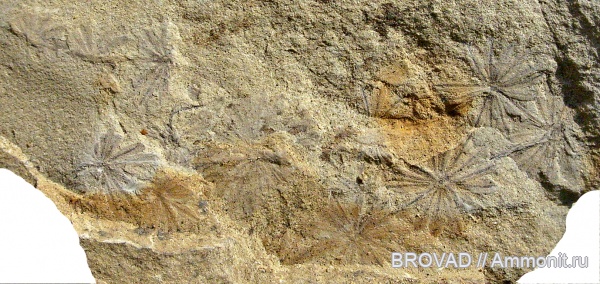 Sphenopsida, cormophyta, equisetales, Annularia radiata