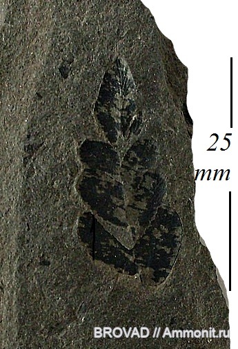 Neuropteris tenuifolia, Pteridospermae, cormophyta