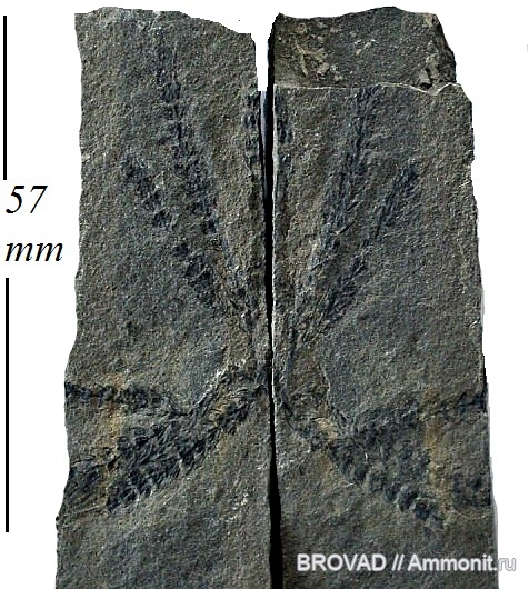 Calamostachys, Sphenopsida, cormophyta