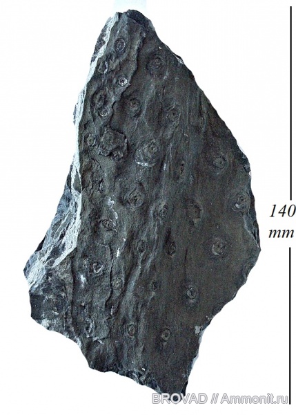 Lycopsida, cormophyta, Stigmaria focoides