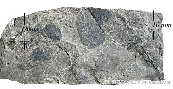 Neuropteris gigantea, Pteridospermae, cormophyta, Sphenophyllum majus, spenopsida