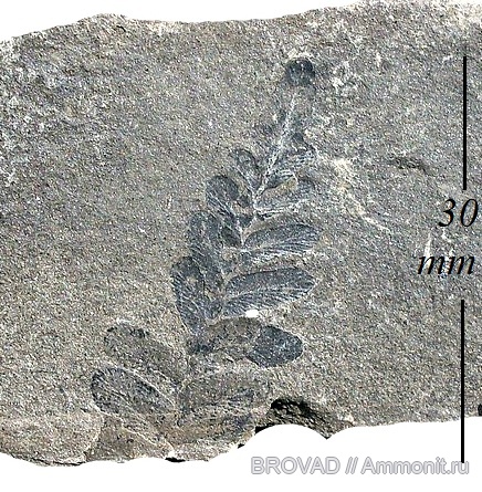 Pteridospermae, cormophyta, Neuropteris obliqua