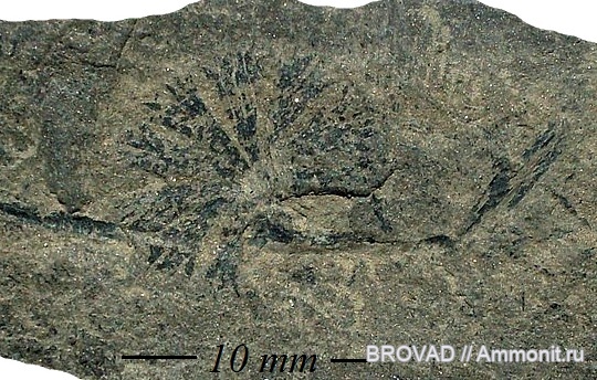 Sphenophyllum, Sphenopsida, cormophyta