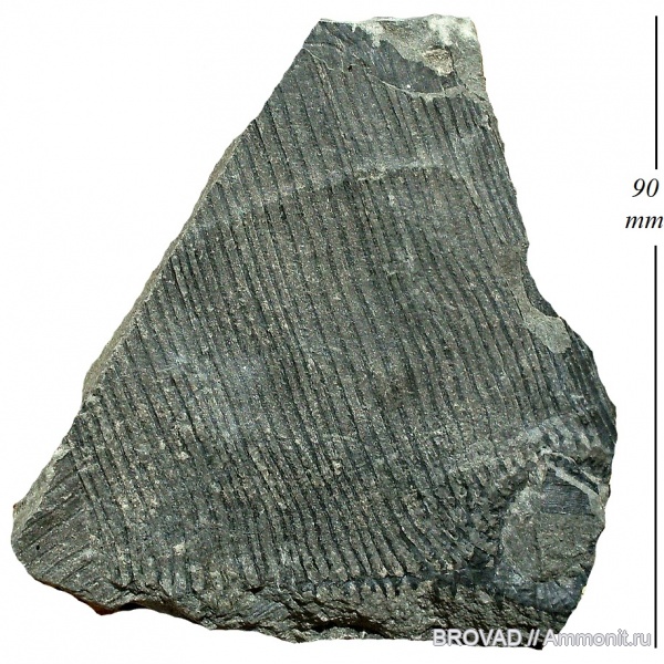 Calamites carinatus, Sphenopsida