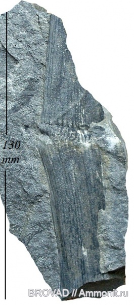 Sphenopsida, Calamites Cistii