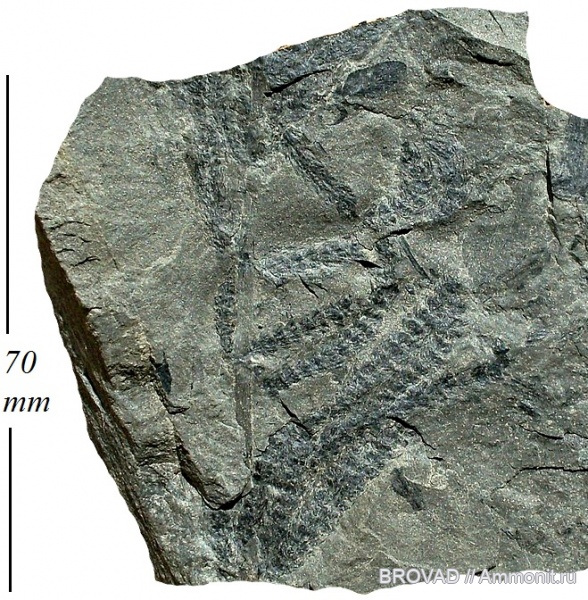 Sphenopsida, Calamostachys germanica