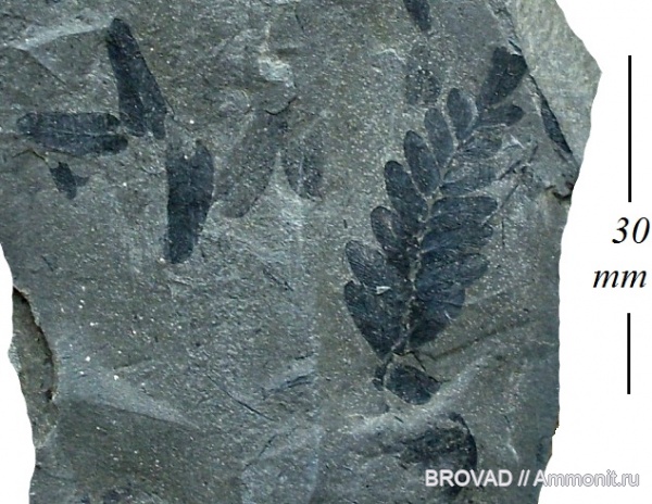 Neuropteris tenuifolia, Pteridospermae, Gymnospermae, cormophyta