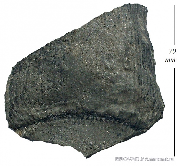 Calamites carinatus, Sphenopsida