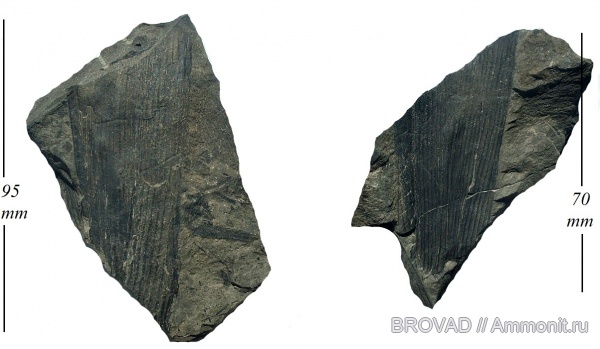 Gymnospermae, cormophyta, Cordaites borassifolius