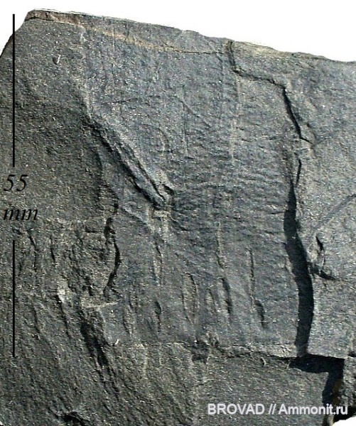 Bothrodendron minutifolium, Lycopsida