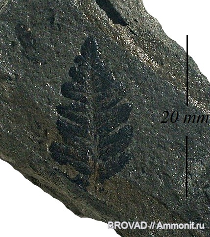 Pteridospermae, cormophyta, Mariopteris Soubeiranii