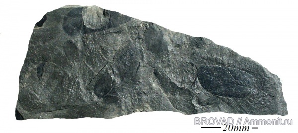 Neuropteris gigantea, Pteridospermae, Gymnospermae, cormophyta